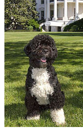 Bo Obama