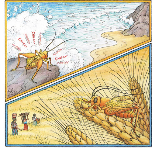 The Cricket's Song